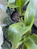 DORYANTHES PALMERI 14CM