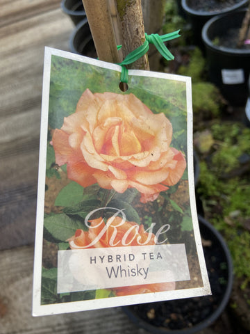 ROSE STANDARD WHISKY 3FT 20CM 