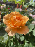 ROSE STANDARD WHISKY 3FT 20CM 