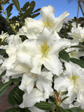 RHODODENDRON WEDDING GOWN 25CM