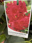 RHODODENDRON JEAN MARIE DE MONTAGNE 25CM