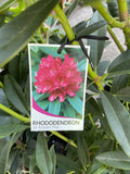 RHODODENDRON SIR ROBERT PEEL 25CM