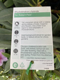RHODODENDRON SIR ROBERT PEEL 25CM
