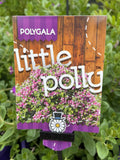 POLYGALA LITTLE POLLY 20CM 