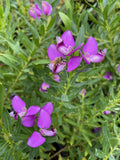 POLYGALA LITTLE POLLY 20CM 