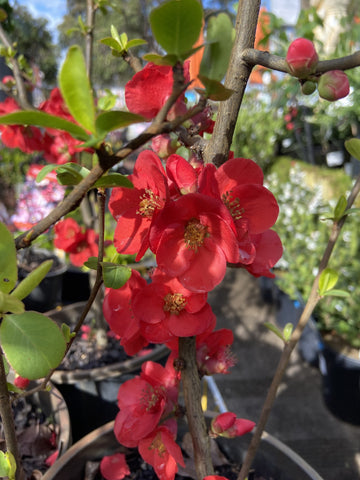 CHANOMELES RED 20CM