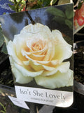 ROSE ISN'T SHE LOVELY 20CM