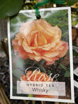 ROSE STANDARD WHISKY 3FT BARE ROOT