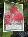 ROSE STANDARD FRAGRANT CHARM 3FT 20CM 