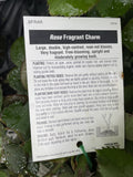 ROSE STANDARD FRAGRANT CHARM 3FT 20CM 