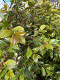 SYZYGIUM BACKYARD BLISS 30CM