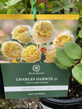 ROSE DAVID AUSTIN CHARLES DARWIN BARE ROOT 
