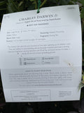 ROSE DAVID AUSTIN CHARLES DARWIN BARE ROOT 