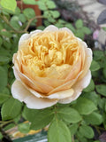 ROSE DAVID AUSTIN CHARLES DARWIN BARE ROOT 