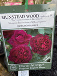 ROSE DAVID AUSTIN MUNSTEAD WOOD 20CM 