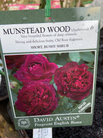 ROSE DAVID AUSTIN MUNSTEAD WOOD 20CM 