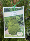 THUJA OCCIDENTALIS SMARAGD 25CM 