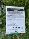 THUJA OCCIDENTALIS SMARAGD 25CM 