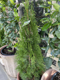 THUJA OCCIDENTALIS SMARAGD 25CM 
