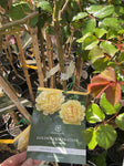 ROSA STANDARD GOLDEN CELEBRATION 20CM 