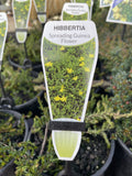 HIBBERTIA PROCUMBENS 14CM 