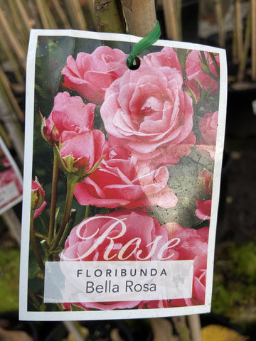 ROSE STANDARD BELLA ROSE 3FT 20CM 