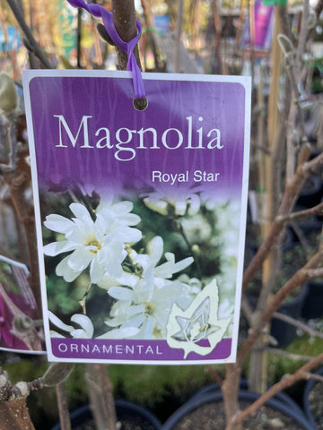 MAGNOLIA ROYAL STAR 30CM