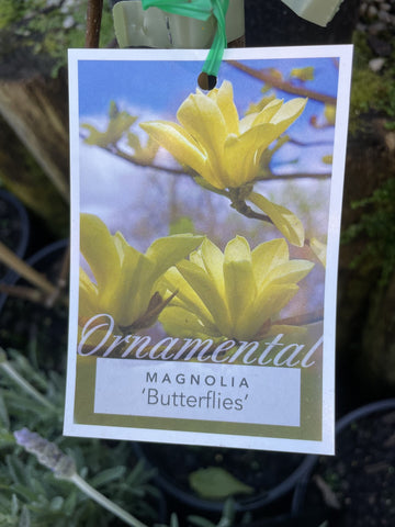 MAGNOLIA BUTTERFLIES 30CM 