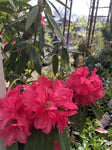 RHODODENDRON JACKS REED 25CM