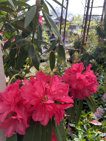 RHODODENDRON JACKS REED 25CM
