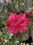 RHODODENDRON JACKS REED 25CM