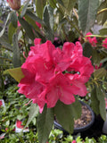 RHODODENDRON JACKS REED 25CM