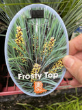 LOMANDRA FROSTY TOP 14CM 