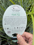 LOMANDRA FROSTY TOP 14CM 