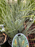LOMANDRA FROSTY TOP 14CM 