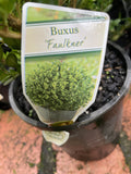 BUXUS MICROPHYLLA FAULKNER 14CM