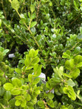 BUXUS MICROPHYLLA FAULKNER 14CM