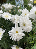 ARGYRANTHEMUM SUPER DUPER WHITE 20CM 