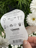 ARGYRANTHEMUM SUPER DUPER WHITE 20CM 