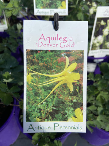 AQUILEGIA DENVER GOLD 14CM