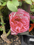 ROSA FORGET ME NOT 20CM