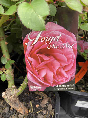 ROSA FORGET ME NOT 20CM