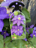 CLEMATIS LASURTERN 20CM
