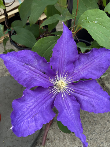 CLEMATIS LASURTERN 20CM