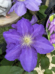 CLEMATIS LASURTERN 20CM