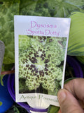 PODOPHYLLUM SPOTTY DOTTY 14CM
