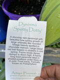 PODOPHYLLUM SPOTTY DOTTY 14CM