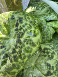 PODOPHYLLUM SPOTTY DOTTY 14CM