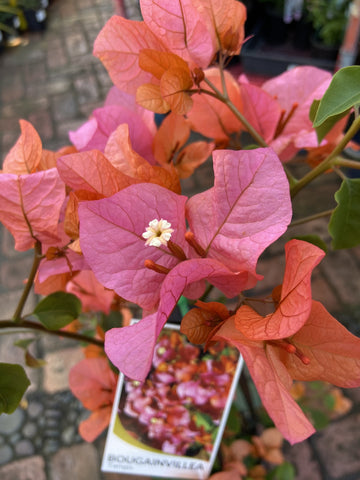 BOUGAINVILLEA TANGO 20CM