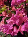 BOUGAINVILLEA TANGO 20CM